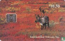Bull Caribou in Fall