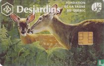 Desjardins Fondation de la faune du Québec