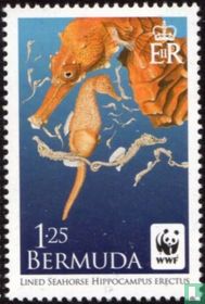 Seahorses