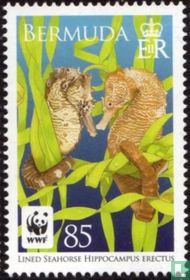 Seahorses