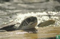 WSPA ''Zeeschildpad''