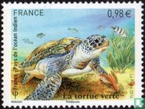Green Turtle