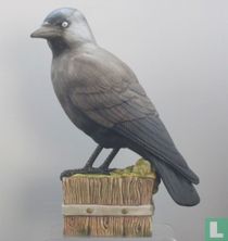 Kauw 