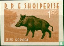 Wild Boar