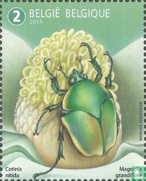 Southern Magnolia and green June Beetle