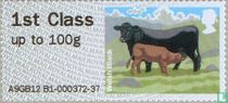 Welsh Black