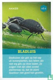 Bladluis