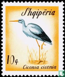 Cigogne blanche
