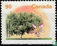 Les arbres fruitiers   acheter