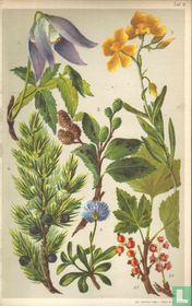 Alpenplanten Afbeelding 03