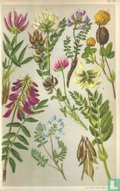 Alpenplanten Afbeelding 20