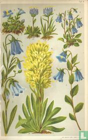 Alpenplanten Afbeelding 11 - Klokjes