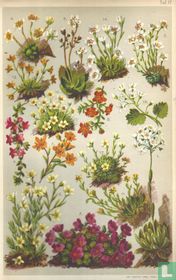 Alpenplanten Afbeelding 17