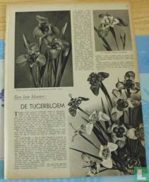 Een late bloeier: De Tijgerbloem