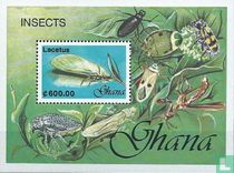Insectes 