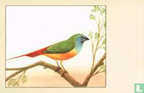 Indische Nonpareil