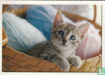 Kitten in mandje wol