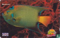 Blue Fish