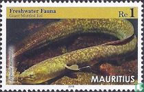 Anguilla Marmorata