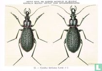 Carabus intricatus Linné [Blauwe Schallebijter]