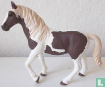 mare Pinto