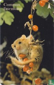 Common Dormouse