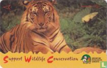 Sumatran Tiger