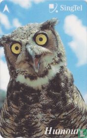Owl