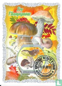 champignons