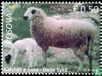 Syke sheep