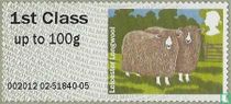 Leicester Longwool Sheep