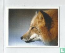 Vos