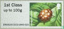 16 spot Ladybird