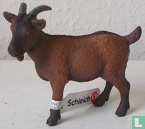 Goat