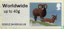 Soay