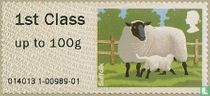 Suffolk Sheep