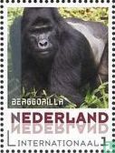 Mountain Gorilla