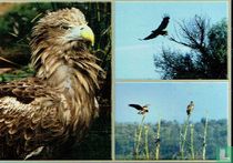 De Oostvaardersplassen: Zeearend