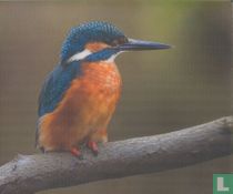 IJsvogel