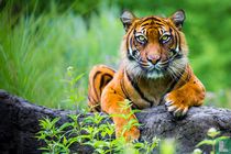 Dieren: Sumatraanse Tijgers telefonkarten katalog