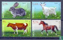 Domestic Animals 