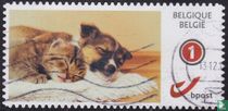 Dogs and Kittens