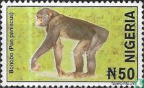 Bonobo