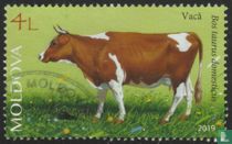 Domestic Animals - Cattle