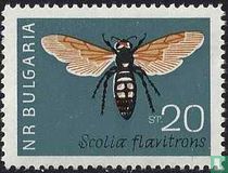 Insects