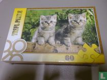 Kittens