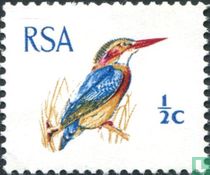Kingfisher 