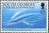 Whales and Dolphins
