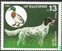 Hunting Dogs