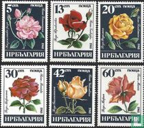 Roses for sale